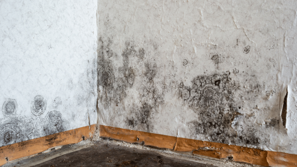 Mold Removal and Remediation